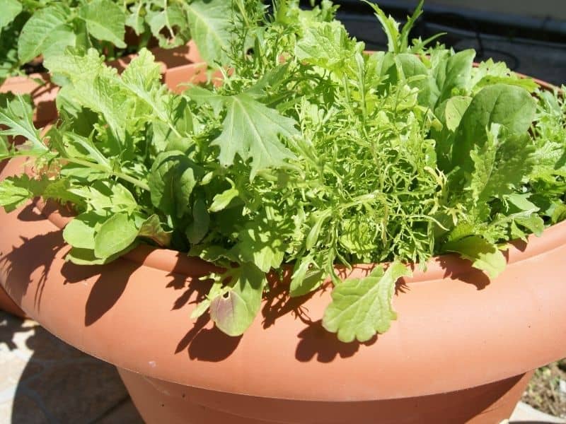 Greens growing in a ceramic pot