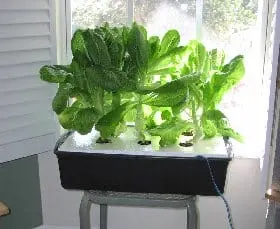 Mini lettuce raft