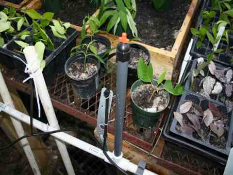 Greenhouse misting system