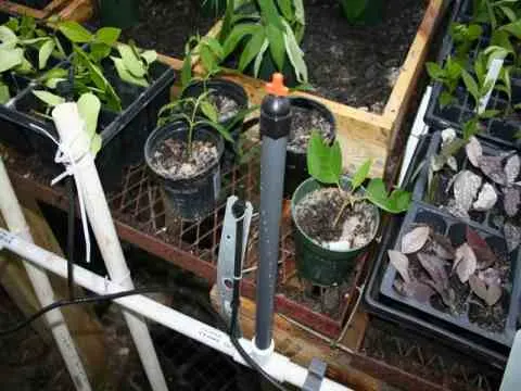 Greenhouse misting system