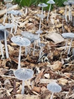 Gray mushrooms growing in our mulch