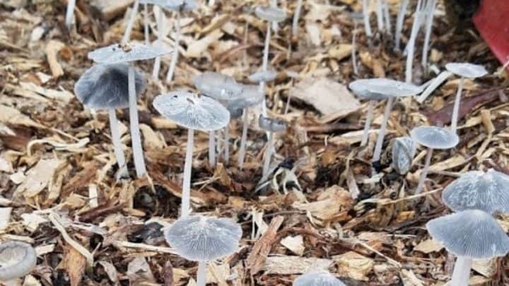 Why Are Mushrooms Growing In My Garden?