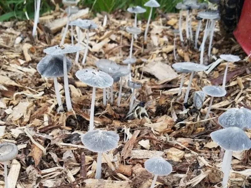Why Are Mushrooms Growing In My Garden