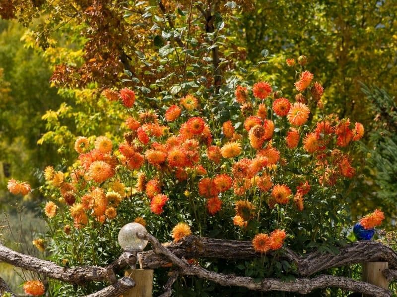 Rustic landscape with orange flowers and old wood