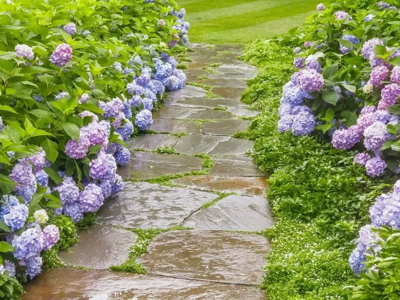 Stone path between hydrangea flowers