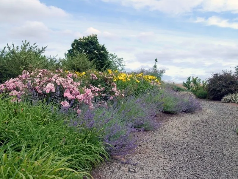 Gravel path by a nice group of lavender, daylilies, and roses