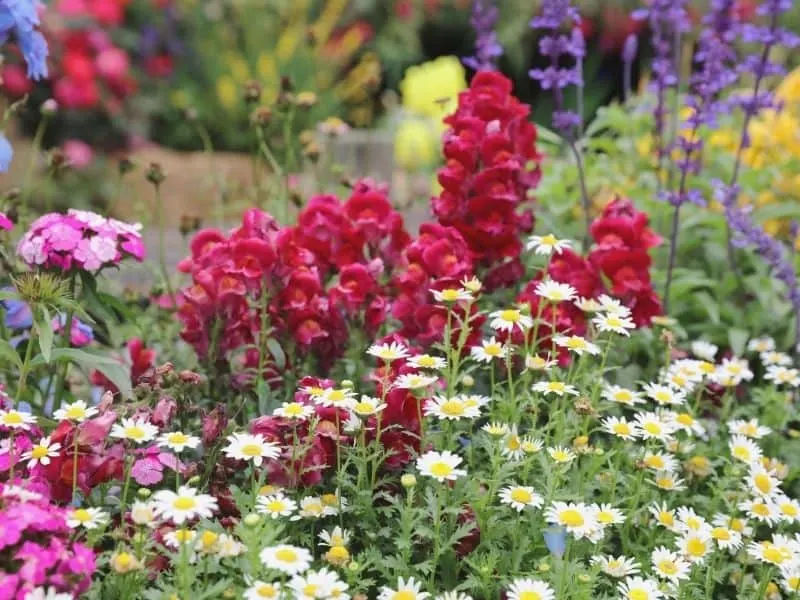 Colorful perennial flowers