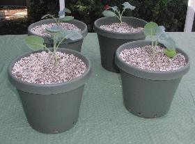 Planted broccoli