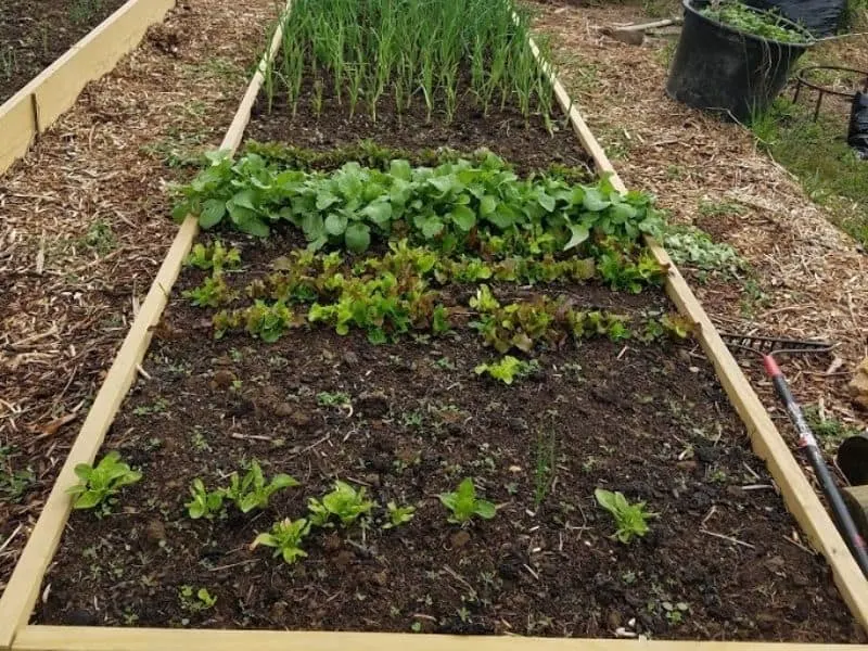 Raised bed in the spring with greens growing
