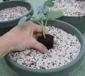 Planting broccoli seedling
