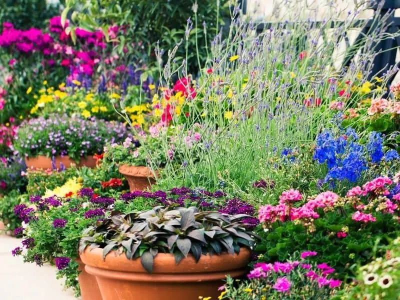 Potted plants added to the garden for a splash of color