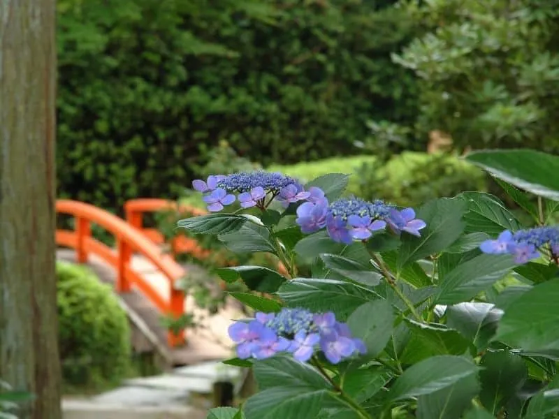 Purple blooming hydrangea in a Japanese garden, with an orange bridge in the background