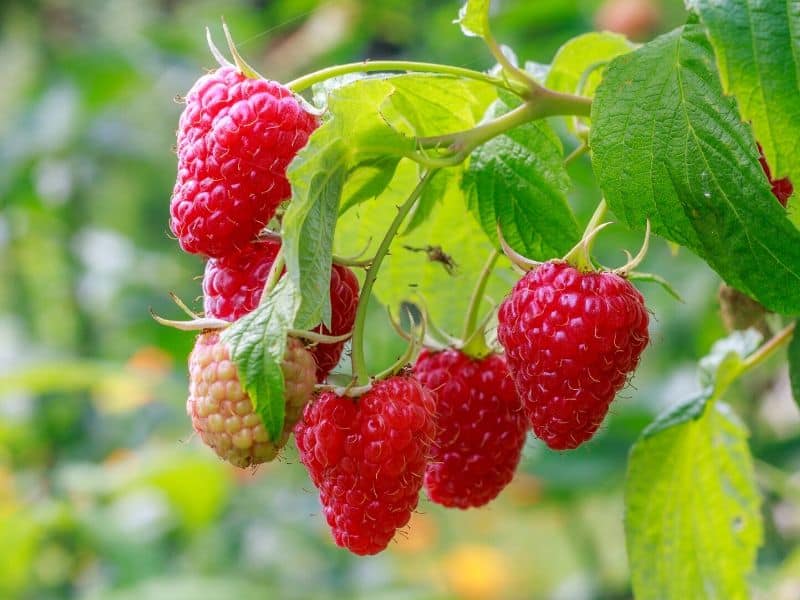 A cluster of ripe raspberries