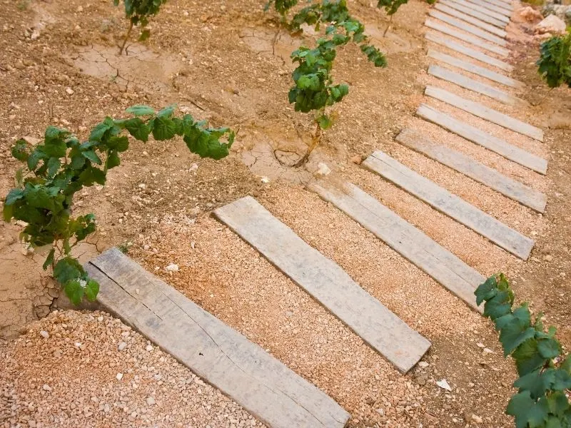 rustic grden path made from wood planks