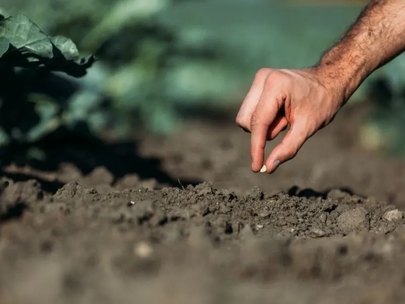 Sowing seeds