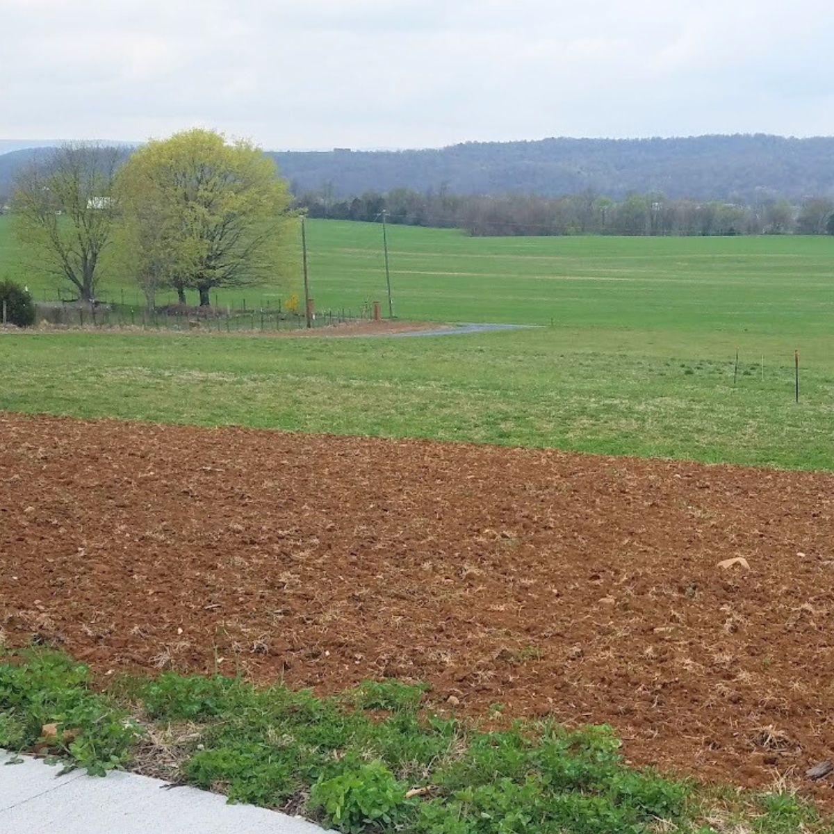 grass removed and soil ready to plant.