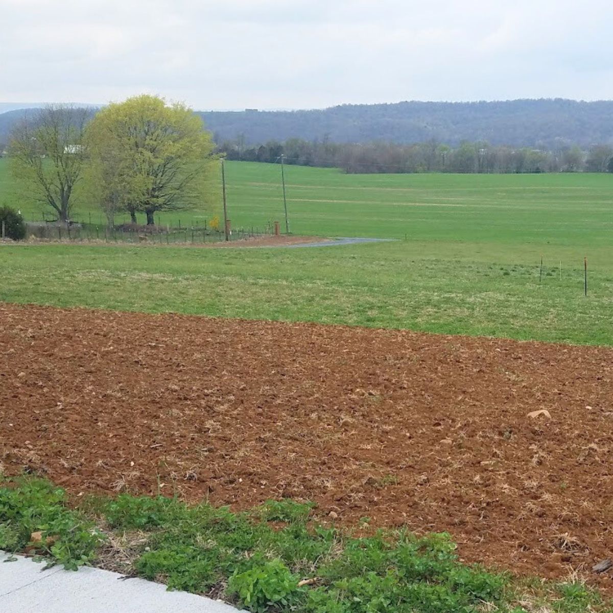 grass removed and soil ready to plant. 