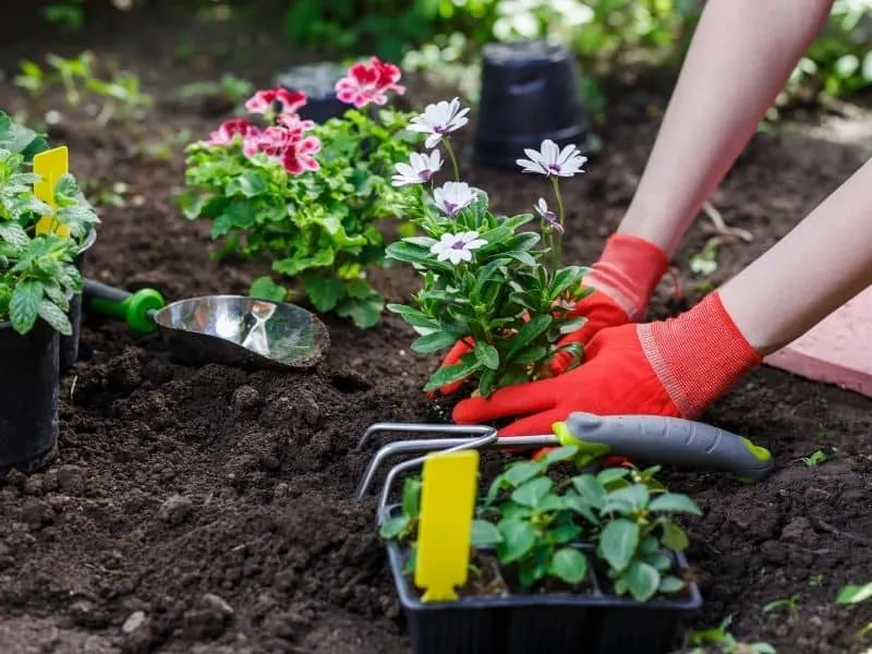 Woman planting flowers in the spring