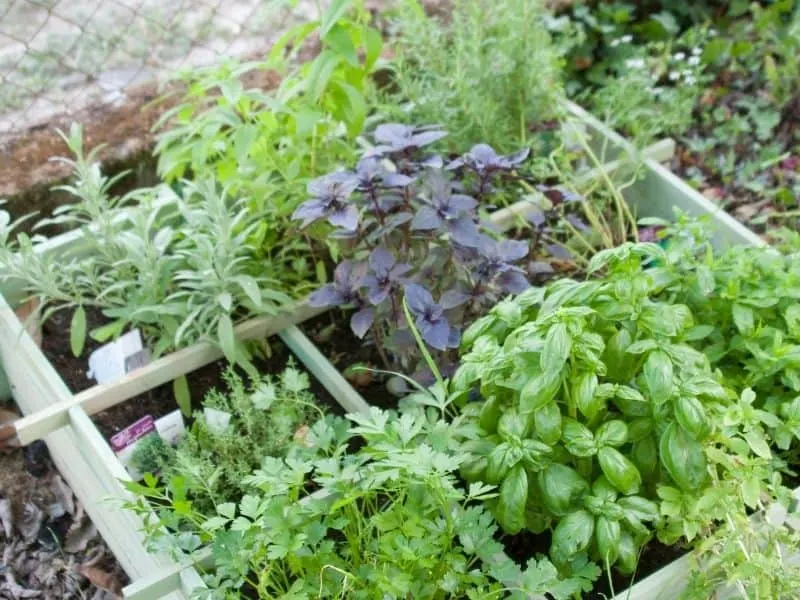 Square foot garden bed filled with herbs
