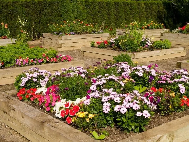 Flower garden in square raised beds