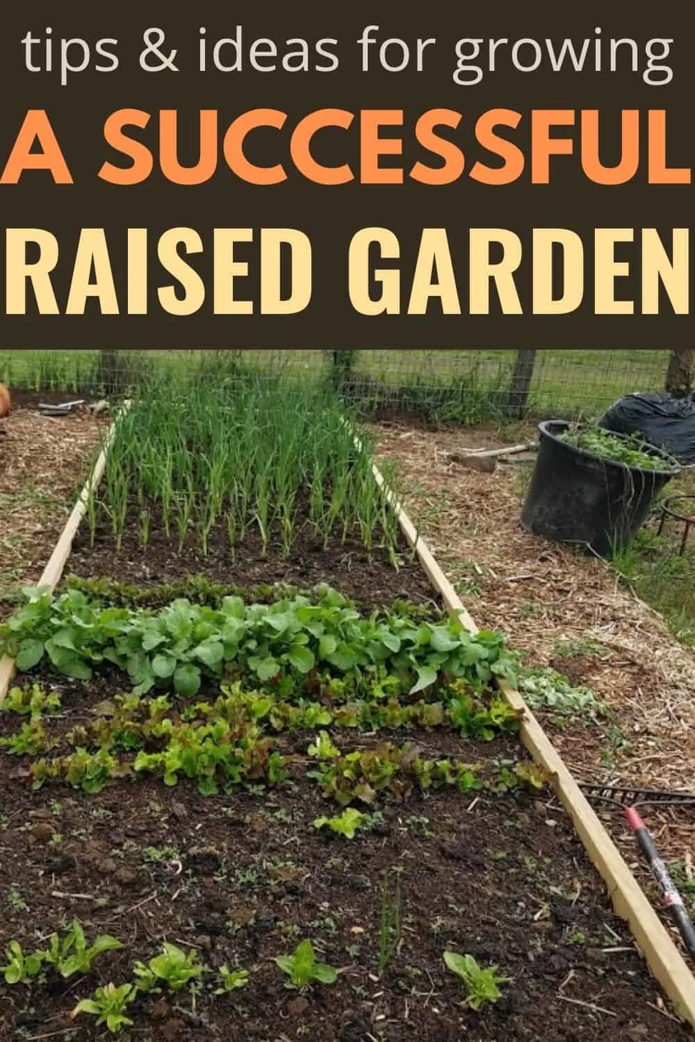 Vegetables growing in a raised bed garden