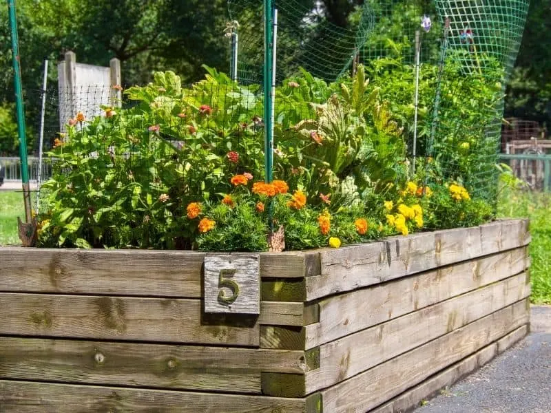 Tall wooden raised bed with flowers and vegetables