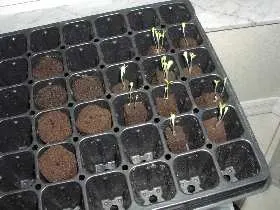 Tiny lettuce seedlings