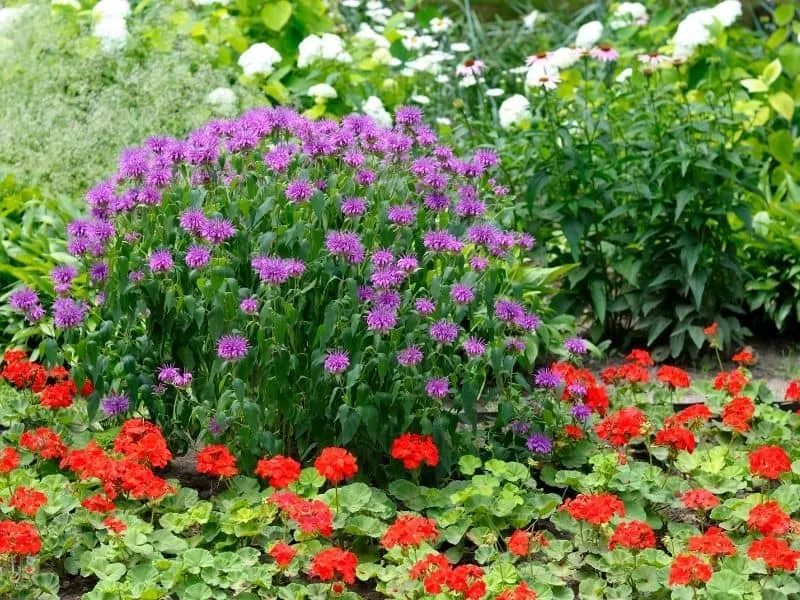 Vibrant colored landscaping with purple, red and white flowers