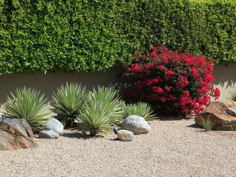 Landscape that requires minimal amount of water