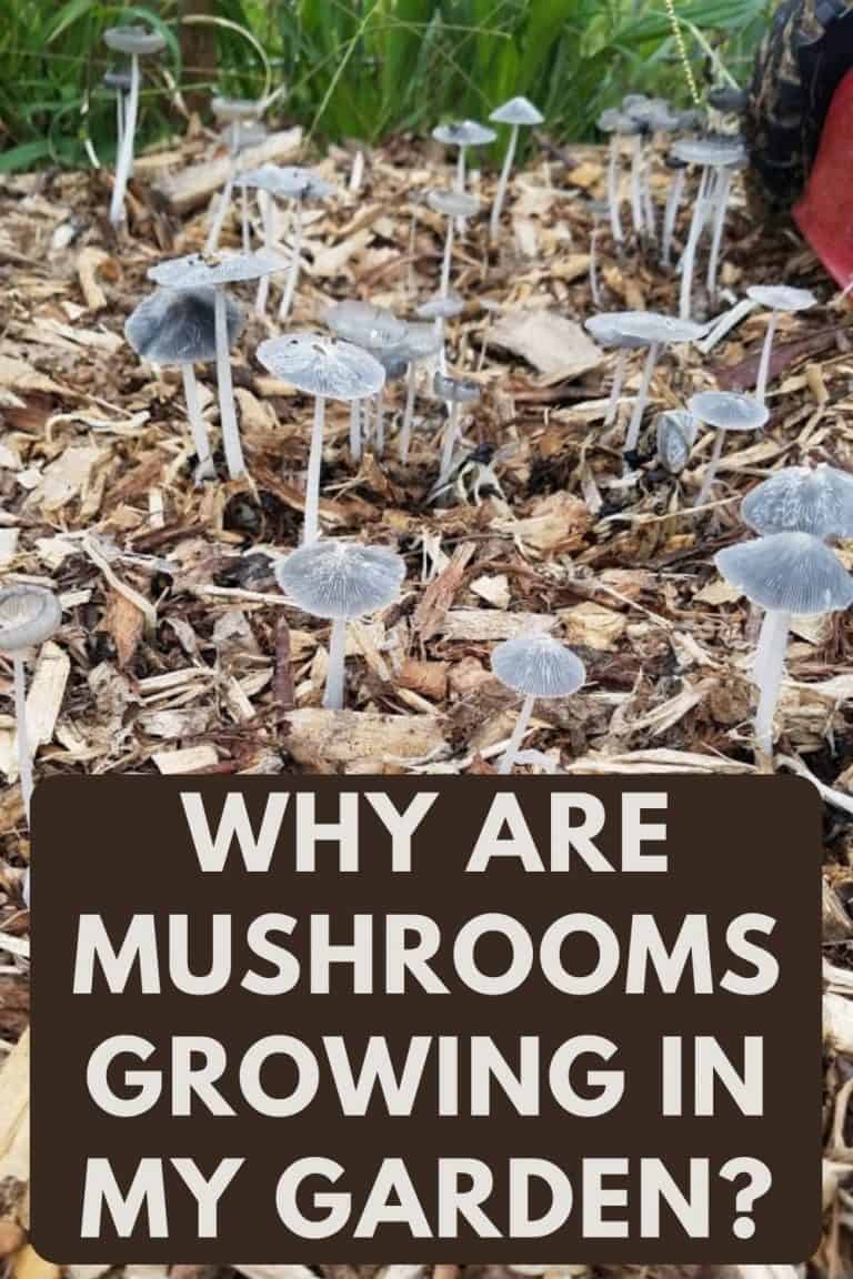 Why Are Mushrooms Growing In My Garden?