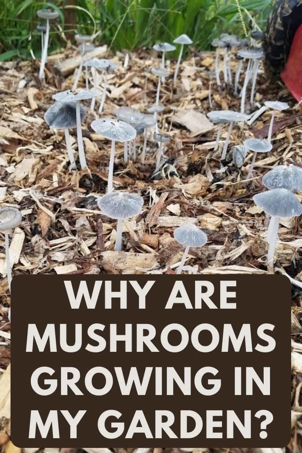 Why Are Mushrooms Growing in My Garden?