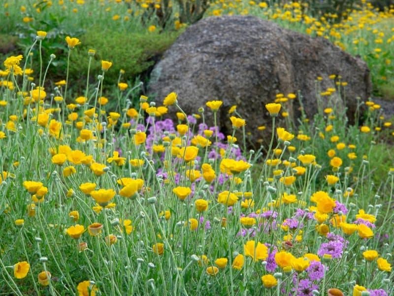 Yellow wildflowers in front of a boulder