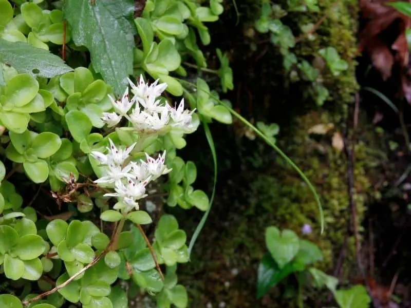 White wild stonecrop flowers