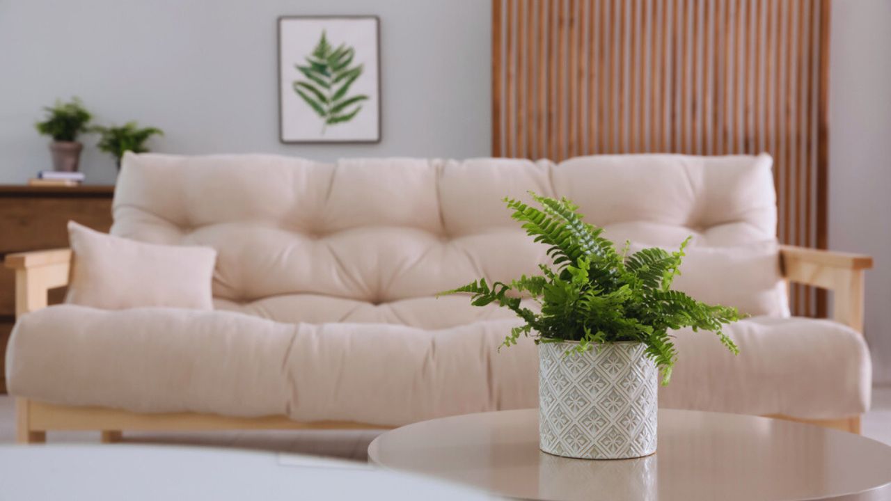 Beautiful potted fern on table in living room. Space for text. Boston fern