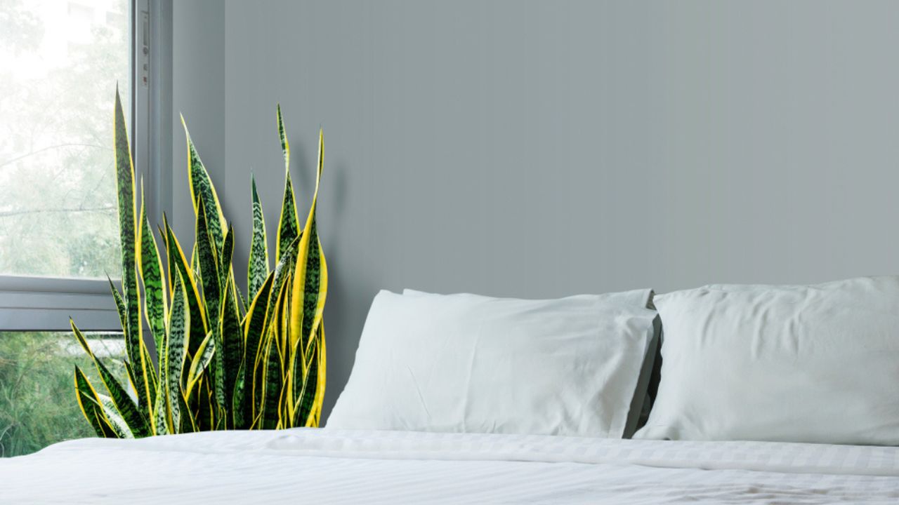 Home and garden concept of sansevieria trifasciata or Snake plant in the bedroom