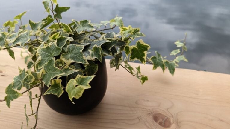 Potted plant of English Ivy leaves (Hedera helix) on top of a wooden table with greyish water in the background