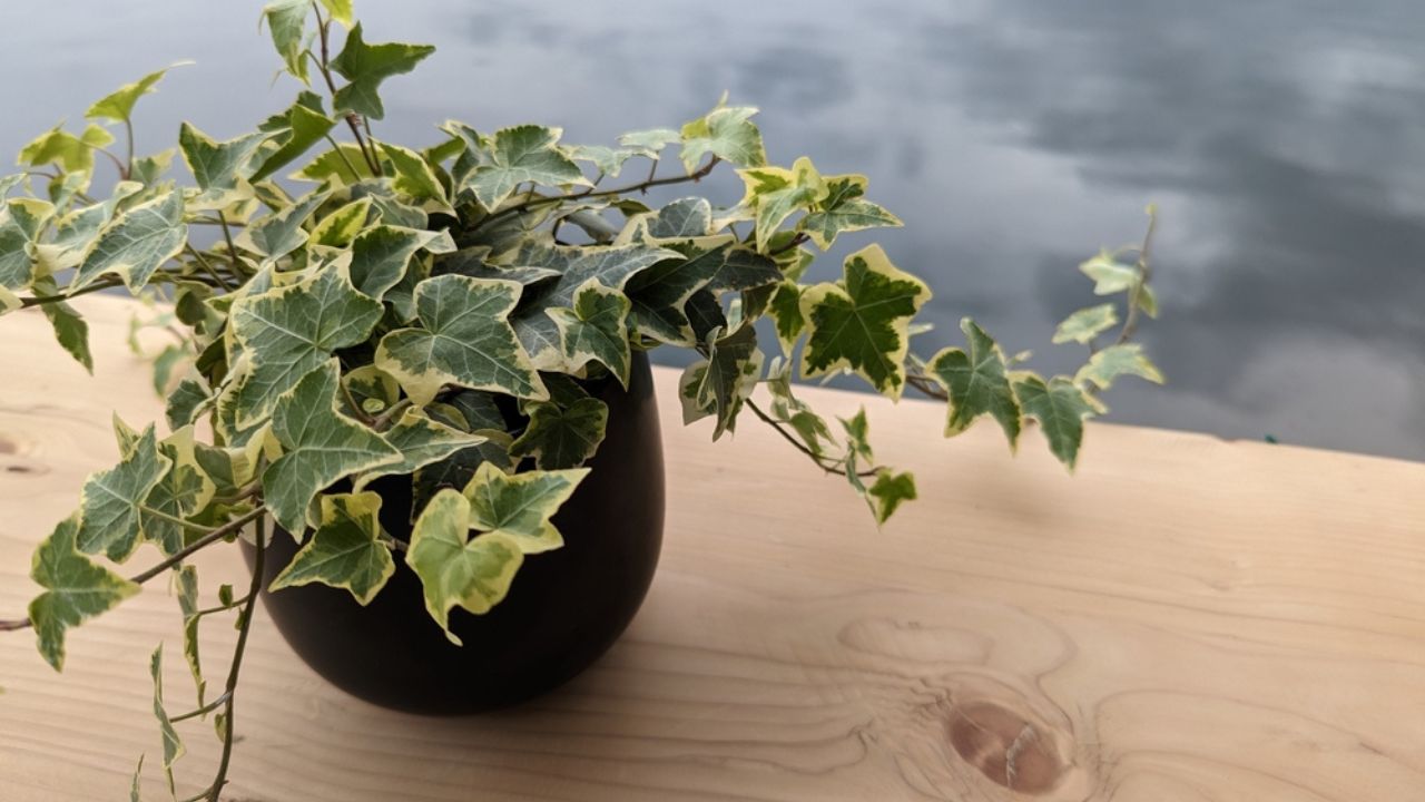 Potted plant of English Ivy leaves (Hedera helix) on top of a wooden table with greyish water in the background
