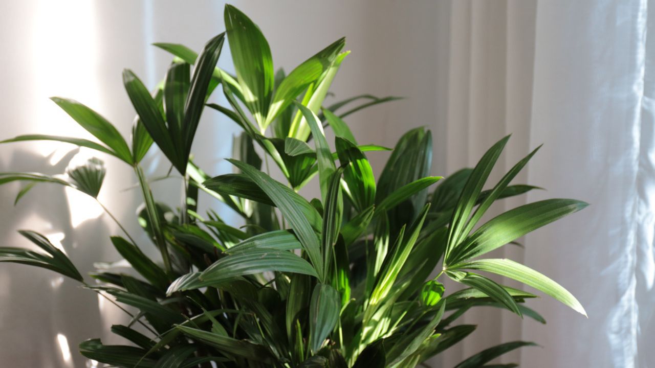 Rhapis excelsa, also known as broadleaf lady palm or bamboo palm. Decorative lady palm by the window with white curtain. Good Indoor plants.