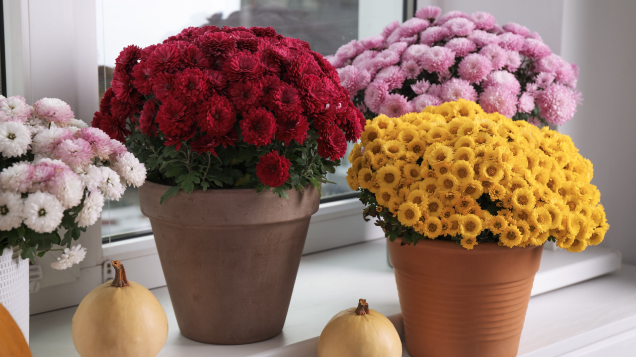 mums indoor chrysanthemums