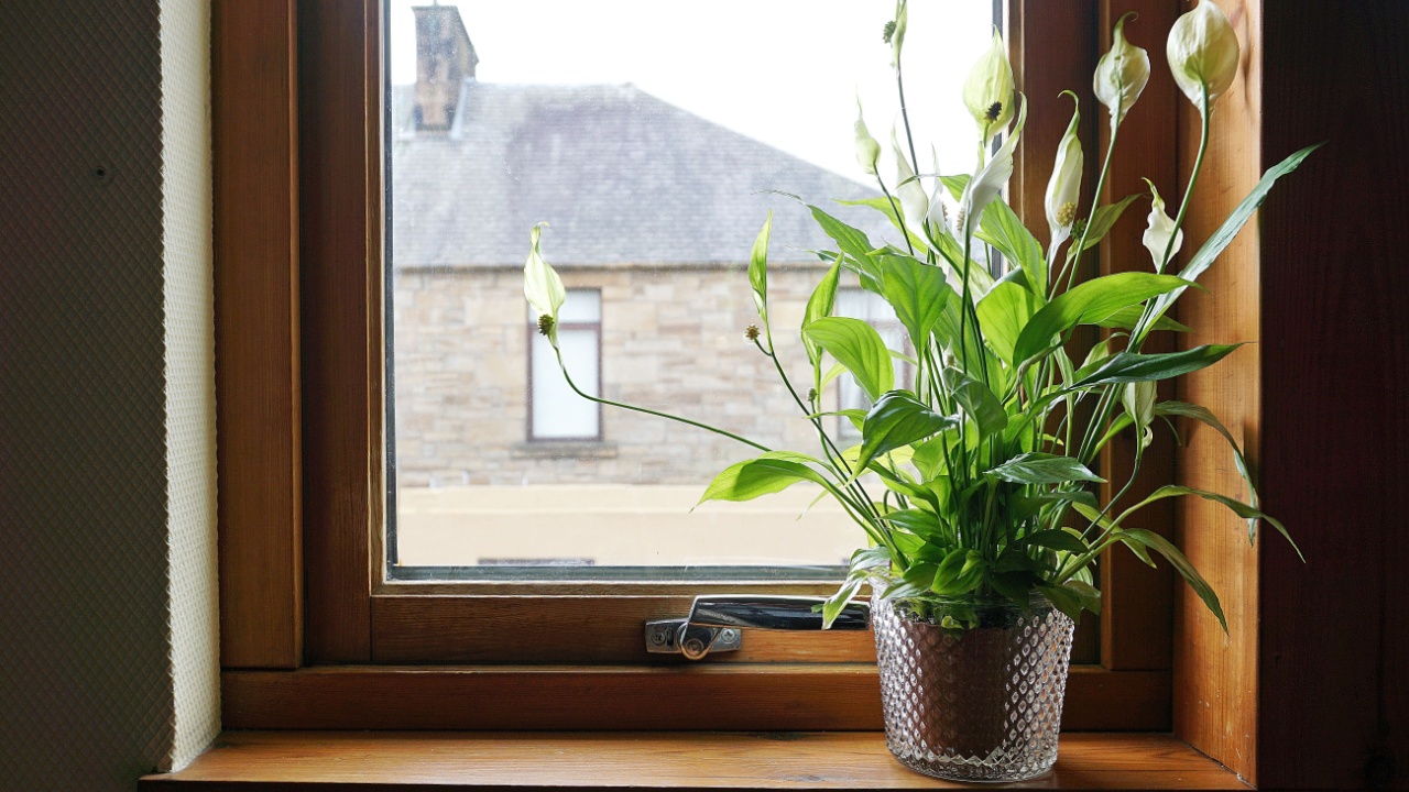 Peace lily in the house beside the window