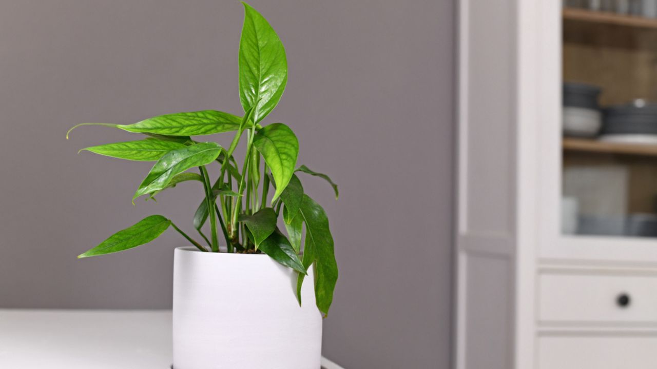 Small exotic 'Epipremnum Pinnatum' houseplant with narrow leaves in flower pot on table in front of gray wall