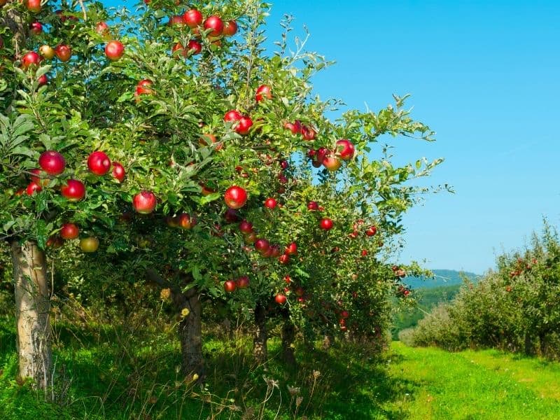 apple trees