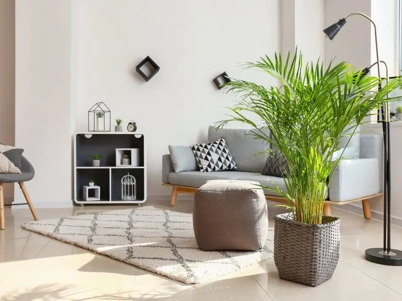 Areca palm in a livingroom 