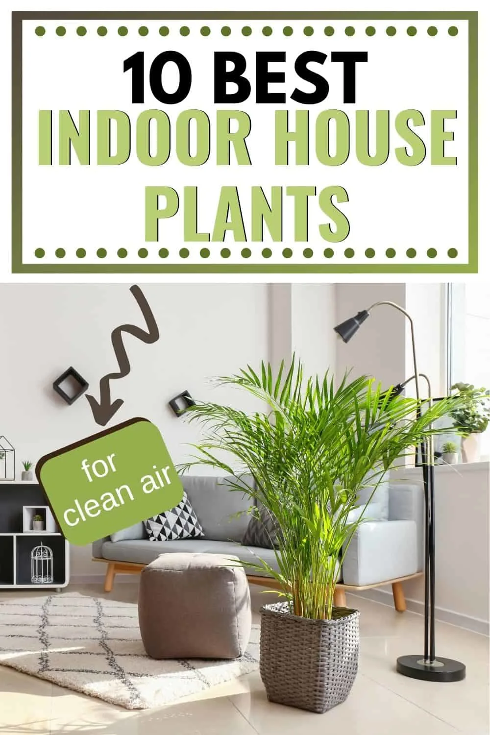 10 best indoor house plants for clean air