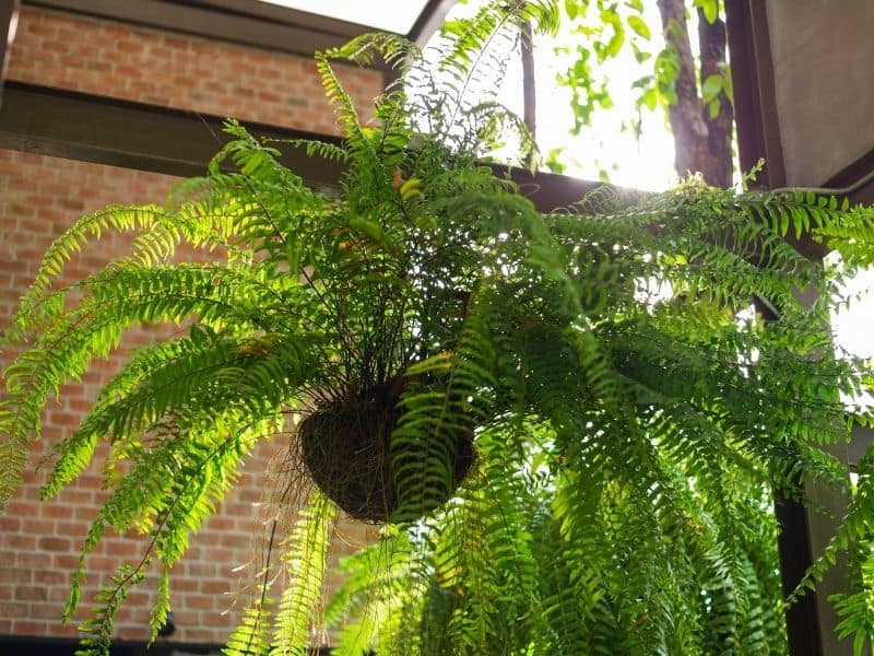 hanging Boston fern