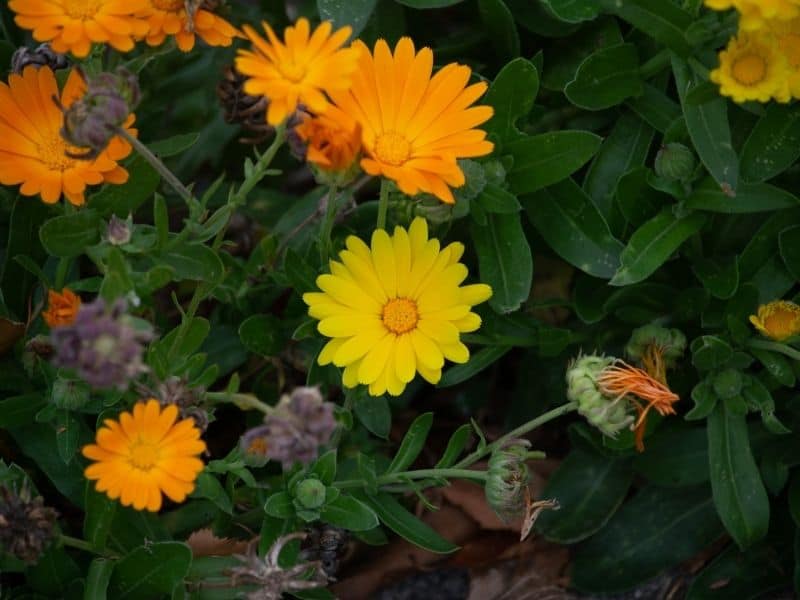 calendula flowers