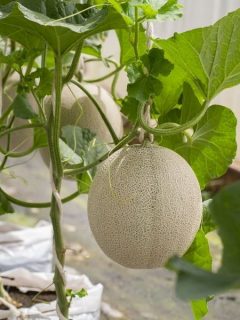 cantaloupe growing in a grow bag