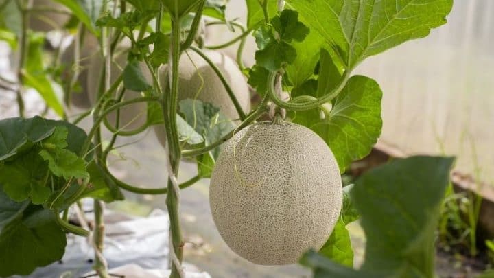 How to Grow Cantaloupe in Containers – A Vertical Growing Guide
