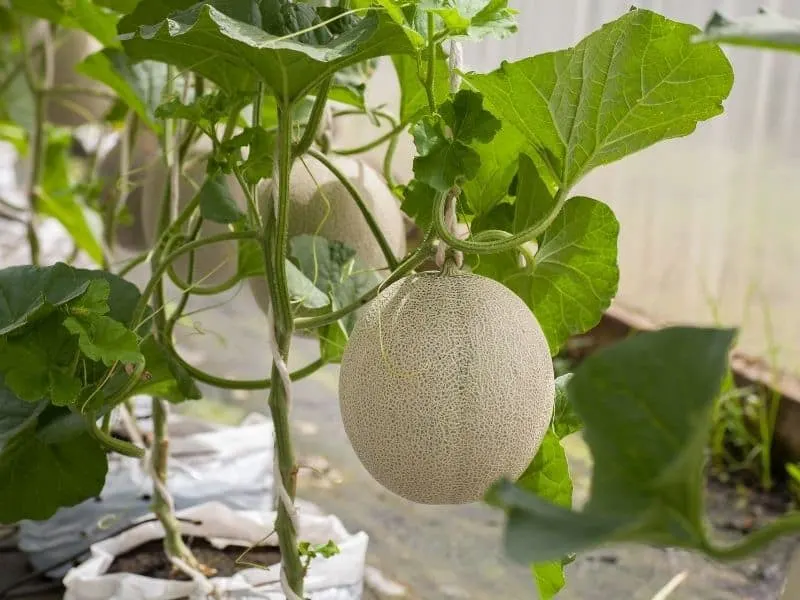 cantaloupe growing in a grow bag