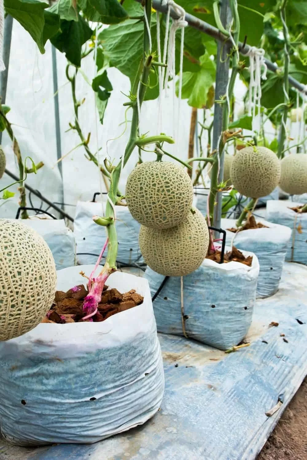 Cantaloupes trained to grow vertically